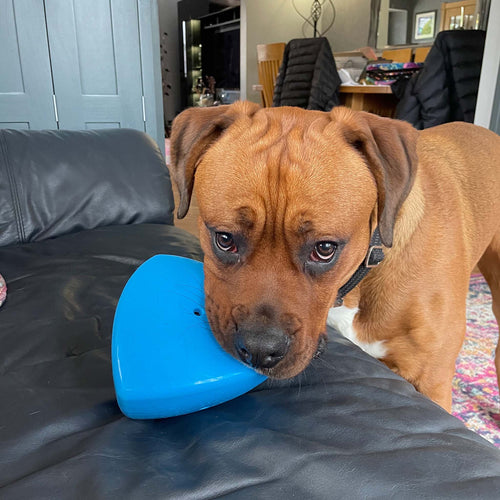 Roolo Enrichment Bopping Ball