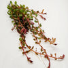 Bunch Rotala Vietam H'ra