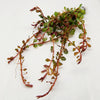 Bunch Rotala Vietam H'ra