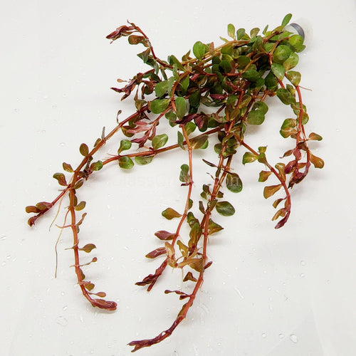 Bunch Rotala Vietam H'ra