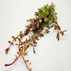 Bunch Rotala Vietam H'ra