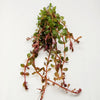 Bunch Rotala Vietam H'ra