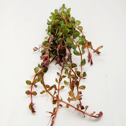 Bunch Rotala Vietam H'ra