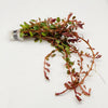 Bunch Rotala Vietam H'ra