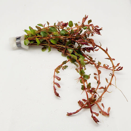 Bunch Rotala Vietam H'ra