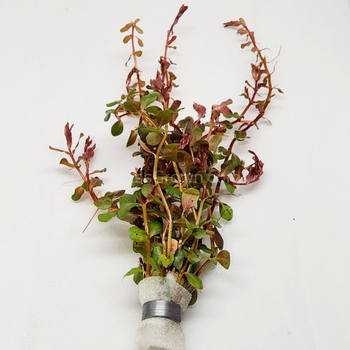 Potted Rotala Vietam H'ra