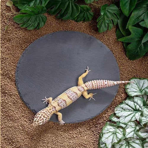Natural Slate Reptile Basking Platform for Bearded Dragon, Lizard, Gecko Habitat Decor