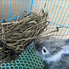 Rabbit Food Basket Grass Rack Rabbit Grass Frame Hay Feeder Rabbit Spring Grass Frame Grass Hay Bowl Rack Pet Food Container