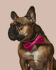 What-A-Melon Collar & Bowtie