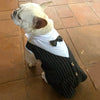 English Style Gentleman Dog Dress Puppy Suit with Tie for Formal Occasions Four Seasons Wedding Pet Photo Teddy Clothes