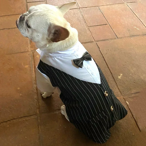 English Style Gentleman Dog Dress Puppy Suit with Tie for Formal Occasions Four Seasons Wedding Pet Photo Teddy Clothes