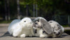 Realistic Lop Ear Rabbit Plush Toy, Lop Rabbit Plushie, Lifelike White Brown Bunny Stuffed Animal, Holland Lop Simulation Doll