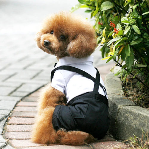 English Style Gentleman Dog Dress Puppy Suit with Tie for Formal Occasions Four Seasons Wedding Pet Photo Teddy Clothes