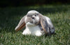 Realistic Lop Ear Rabbit Plush Toy, Lop Rabbit Plushie, Lifelike White Brown Bunny Stuffed Animal, Holland Lop Simulation Doll