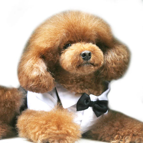 English Style Gentleman Dog Dress Puppy Suit with Tie for Formal Occasions Four Seasons Wedding Pet Photo Teddy Clothes