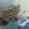 Metal Rabbit Hay Feeder Rack - 23x10x7.5cm Grass Holder