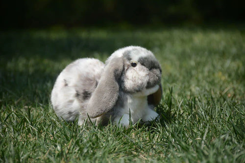 Realistic Lop Ear Rabbit Plush Toy, Lop Rabbit Plushie, Lifelike White Brown Bunny Stuffed Animal, Holland Lop Simulation Doll