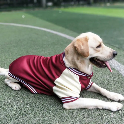 Big Dog Baseball Suit