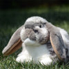 Realistic Lop Ear Rabbit Plush Toy, Lop Rabbit Plushie, Lifelike White Brown Bunny Stuffed Animal, Holland Lop Simulation Doll