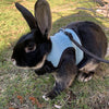 Solid Adjustable Pet Harness and Leash for Rabbit Bunny Cat Ferrets Outdoor Walking Pets Supplies lapin accessoires pour animaux
