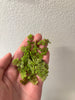 Water Spangles/Salvinia Minima