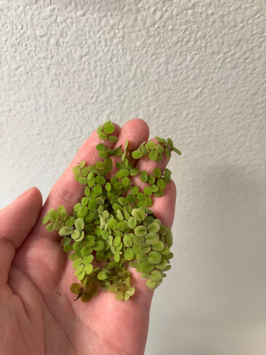 Water Spangles/Salvinia Minima