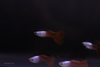 Silver Wild Red Guppy