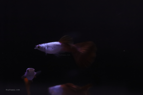 Silver Wild Red Guppy