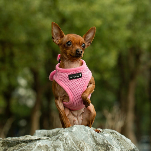 Mr. Peanut's PupTrek Harness and Leash Set,  Small Dog/Cat Soft Mesh Step In Harness Vest
