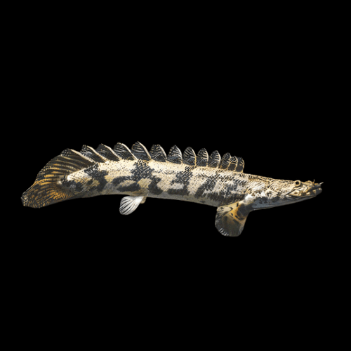 Endlicheri Bichir
