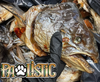 Pawlistic Salmon Head: The Ultimate Natural Superfood for Your Pet’s Health & Vitality!