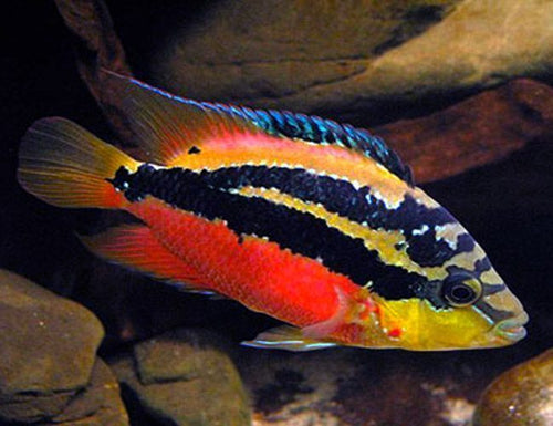 Salvini cichlids