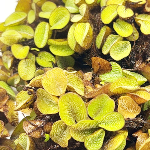 Salvinia Minima 4oz Portion