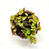Salvinia Minima 4oz Portion