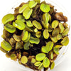 Salvinia Minima 4oz Portion