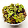 Salvinia Minima 4oz Portion
