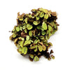 Salvinia Minima 4oz Portion