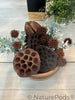 Sweetgum Pods