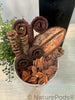 Palm Tail Spring