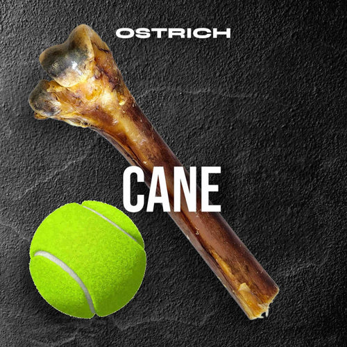 Medium Ostrich Cane (10 x 3): The Long-Lasting, Flavor-Packed Chew for Medium & Large Dogs