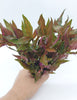 Alternanthera Rosanervig