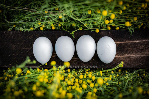 Rainbow Egg Assortment – Buy 10 + 5 Bonus Free (15 All-Female, Shipping Included)