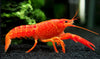 Orange Lobster Crayfish