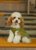 CHILL VEST SHIRT - GREEN