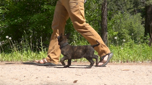 Puppy Training Essentials