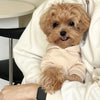 Letter Print Dog Hoodie