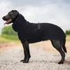 Fleece Winter Coat for Large Dogs — Warm Adjustable Jumper for Labs, Retrievers & Large Breeds | XL–5XL