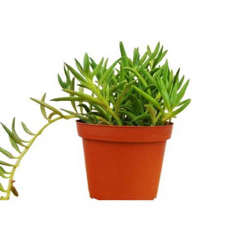 Senecio Succulent 'Fish Hooks'