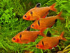 Serpae Tetra (PACK OF 6)