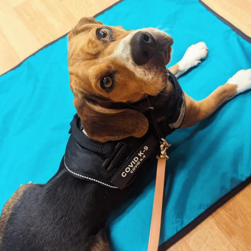 Ultralight Portable Dog Settle Mat: Water-Resistant, USA-Made Place Training Mat